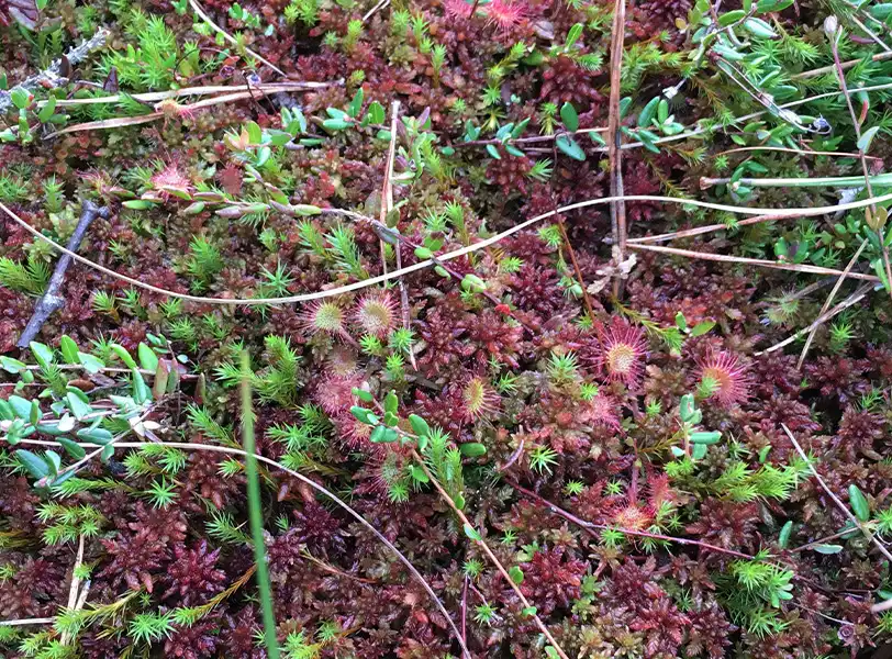 Bild Biodiversität